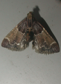Meal Moth